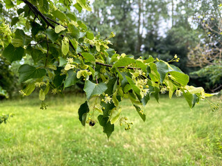 A flowering linden branch sways in the wind. High quality photo