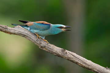 Obraz premium Beautiful adult male European roller (Coracias garrulus) perching on a branch, found in Hortobagy National Park