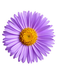 Realistic Purple Aster Flower in Top View &ndash; Botanical PNG Isolated