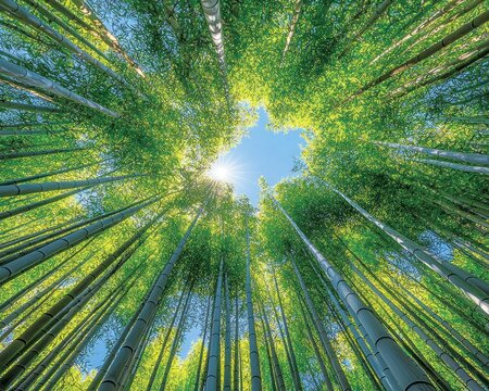 Sunlight piercing a dense bamboo forest