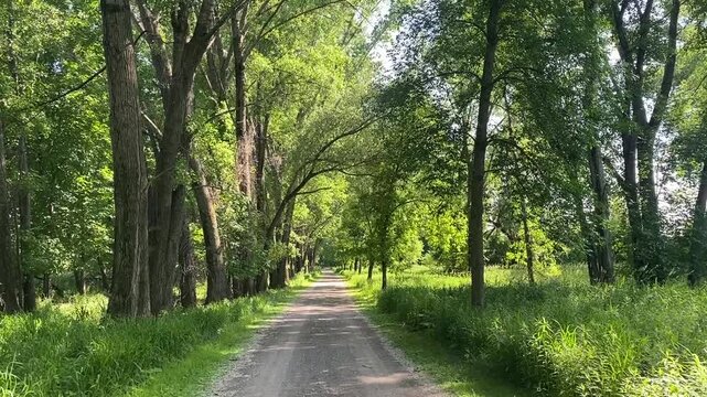 birds chirp next to a trail in a forest on sunny summer day