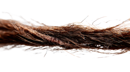 Close-up of pet fur, showcasing texture and detail, isolated on a white background.