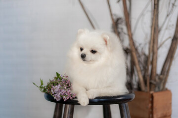 White Pomeranian Spitz fluffy fur resting black stool with lilac flowers rustic interior backdrop...