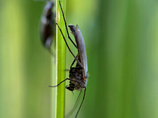 Mosquito