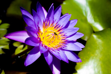 Lotus in bloom, delicate and vibrant