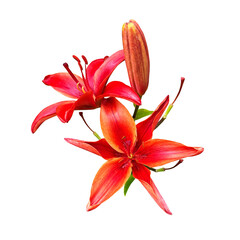 Lily bright red flower head isolated cutout object side view, houseplant or garden flower, floral bouquet, clipping path soft focus