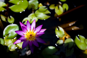 Lotus in bloom, delicate and vibrant