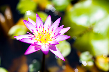 Lotus in bloom, delicate and vibrant