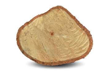 cross section of tree stump isolated on white background. This has clipping path.