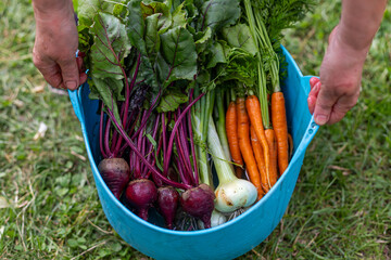 Freshly harvested organic root vegetables in basket. A colorful assortment of freshly picked...