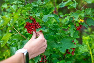Picking ripe red currants from bush. Hand harvesting a bunch of fresh, ripe red currants from a...