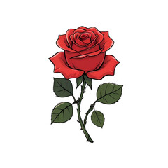 red rose isolated on white background