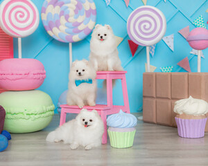 Three white Pomeranians Spitz wearing bow ties grouped around pink stool colorful candy themed backdrop.	Fluffy white dogs posing together with blue bow ties surrounded by large pastel props lollipops