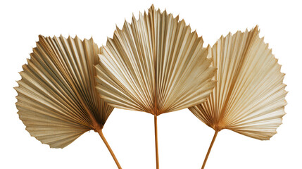 Three golden, fan-shaped palm leaves arranged artfully against a white isolated background.