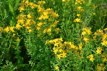 Field of yellow St. John's Wort flowers in bloom herbs