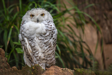 Majestic Snowy Owl with Bright Yellow Eyes Standing Outdoors