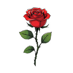 red rose isolated on white background