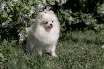 White fluffy Pomeranian Spitz standing in grass next flowering bush with white blossoms, bright...