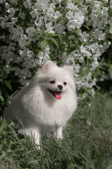 Fluffy white Pomeranian Spitz sits among blooming white flowers under soft daylight creating...