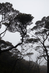 Mossy forest of Kinabalu, Sabah, Borneo, Malaysia