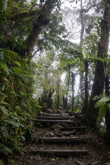 Mossy forest of Kinabalu, Sabah, Borneo, Malaysia