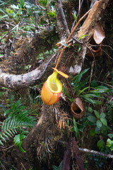 Nepenthes villosa Kinabalu, Borneo, Sabah, Malaysia, endemic plant