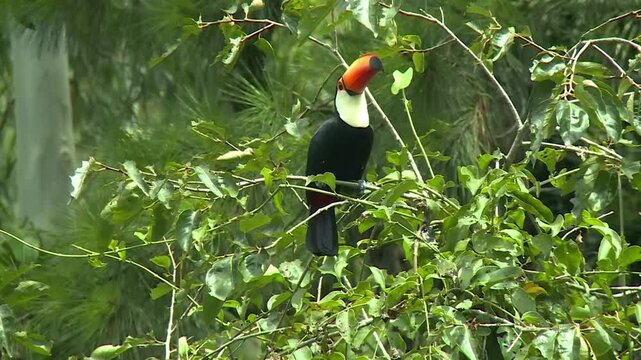 Tucanu&ccedil;u (Ramphastos toco)
Also known as the toco toucan, the toco toucan (Ramphastos toco) is the largest of the toucans, living throughout central Brazil and parts of the Amazon.