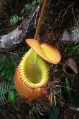 Nepenthes villosa Kinabalu, Borneo, Sabah, Malaysia, endemic plant