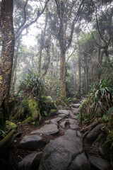 Mossy forest of Kinabalu, Sabah, Borneo, Malaysia