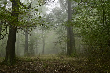 Fog in the forest