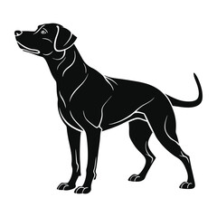 Obraz premium black labrador puppy