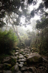 Mossy forest of Kinabalu, Sabah, Borneo, Malaysia