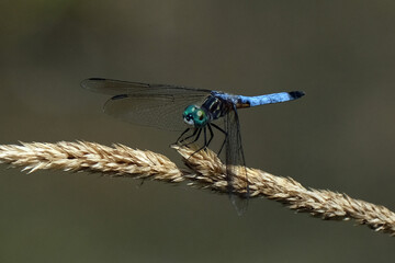 Dragonfly on branch close up