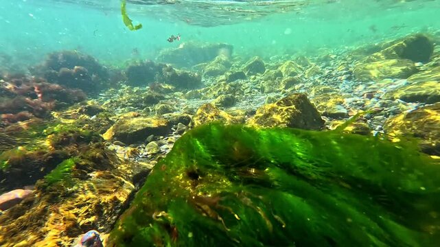 Underwater landscape, green algae Enteromorpha intestinalis grow on stones near the shore