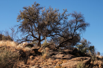Paysage aride et montagneux de la Namibie durant l'hiver australe