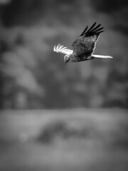 Male UK Marsh Harrier hunting over grassland