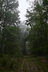 Path in the forest
