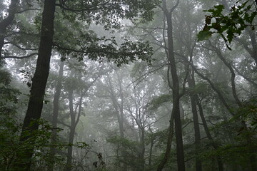 Fog in the forest