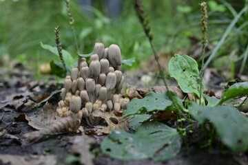 mushrooms in the forest