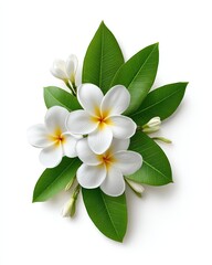 Obraz premium Plumeria flower bunch with green leaves, white tropical plumeria isolated on white, plumeria flower pattern for cosmetic branding visuals