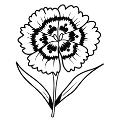 Fototapeta premium The soft, ruffled petals of a sweet william bloom, displaying intricate patterns and charming, delicate beauty.