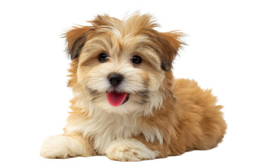 Fluffy brown and white puppy lying down with tongue sticking out isolated on transparent background