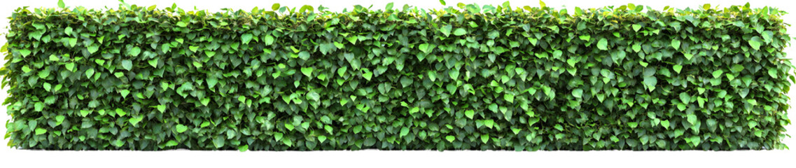 Dense green hedge wall of vibrant leaves creates a natural and privacy screen