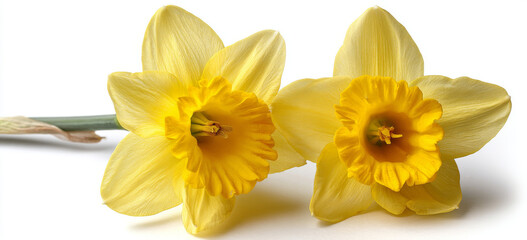 Obraz premium Two cheerful yellow daffodils stand proudly symbolizing the beauty of spring and new beginnings