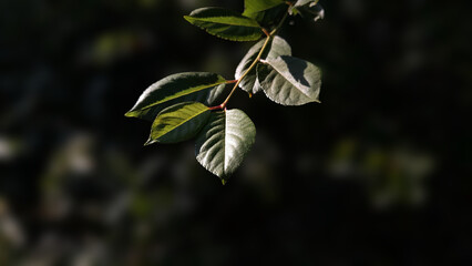 Close up view of leaves of sour Cherry tree.