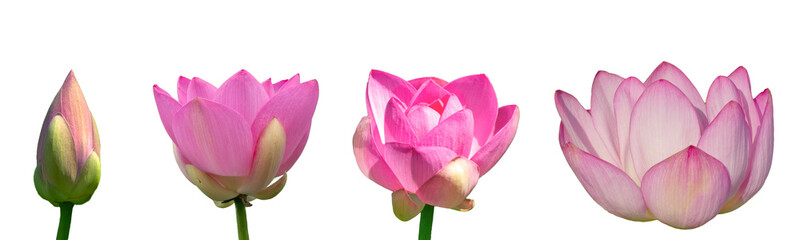 蓮の花の成長ステージ4種（蕾〜満開）｜Lotus Flower Growth Stages - Bud to Full Bloom