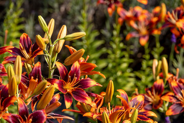 Vibrant flowers at a lavender farm in Southern Ontario showcasing nature's colorful spectacle and botanical diversity.