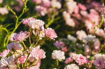 Beautiful pink roses showcase their delicate petals in a sunlit garden scene.