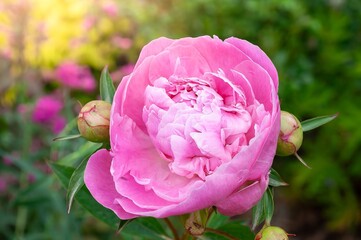 A stunning pink peony flower showcases its beauty, surrounded by delicate buds and lush green...