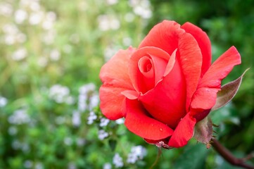 A stunning red rose displays its beauty in a serene garden setting.